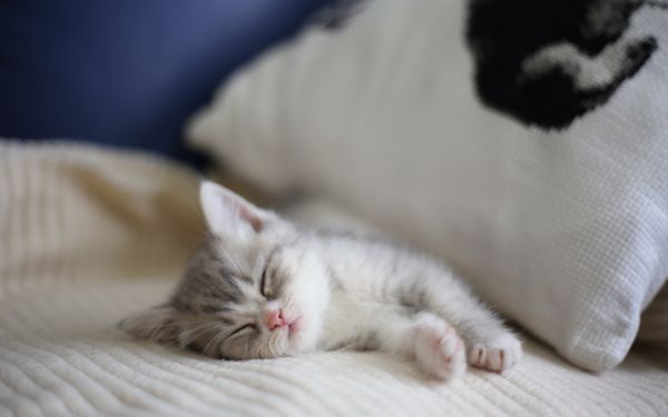 2560x1600 px,kat,katten,Pot,huisdier,Slleep