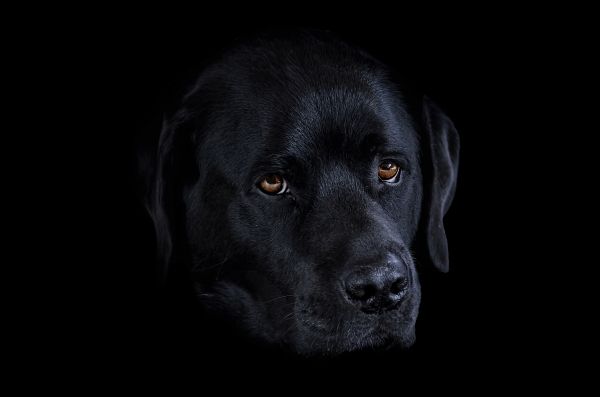 Preto,Animais,monocromático,fotografia,cachorro,Bigodes