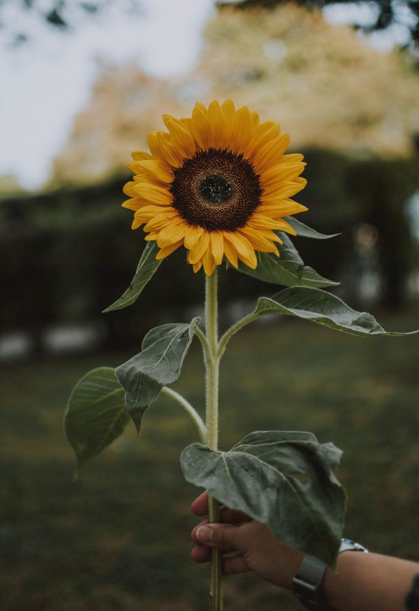 bunga matahari,bunga-bunga,dandelion,tanaman