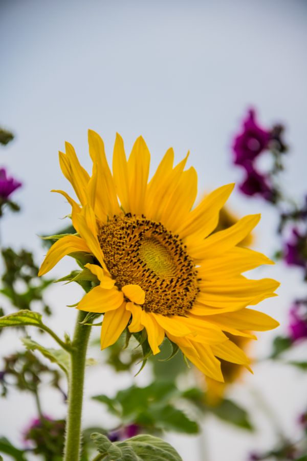 natur,fält,Danmark,blomma,gul,växt