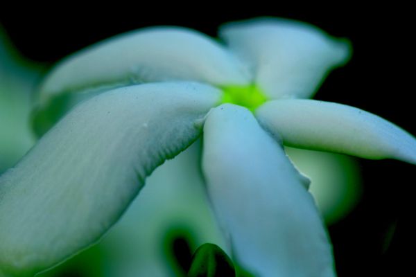 blanc,fleurs,la nature,la photographie,ouvrages d'art,Macro