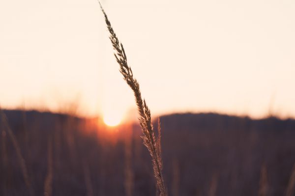 luz de sol,puesta de sol,naturaleza,césped,cielo,campo