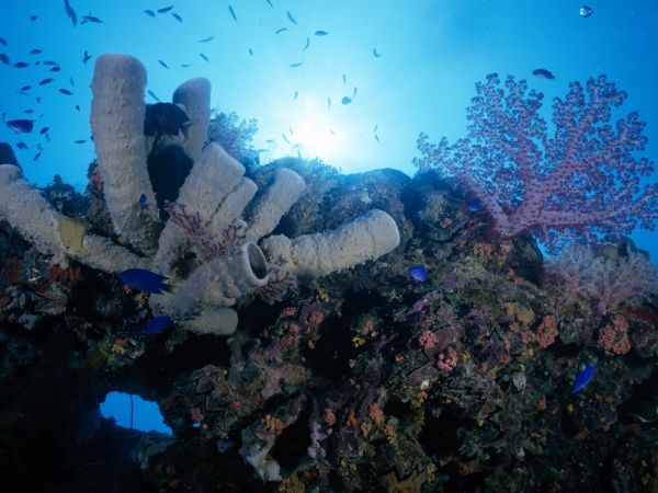 mare,natura,pesce,subacqueo,corallo,creatura