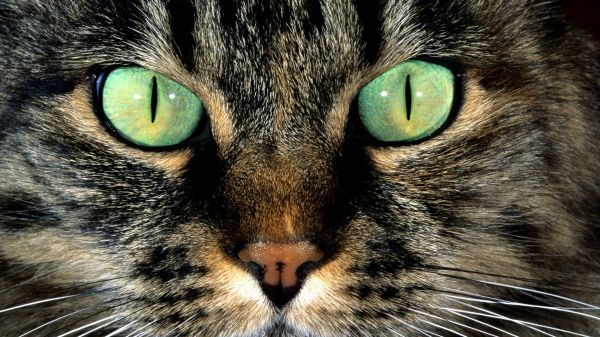 gato, Animales, naturaleza, ojos verdes, de cerca, cabello