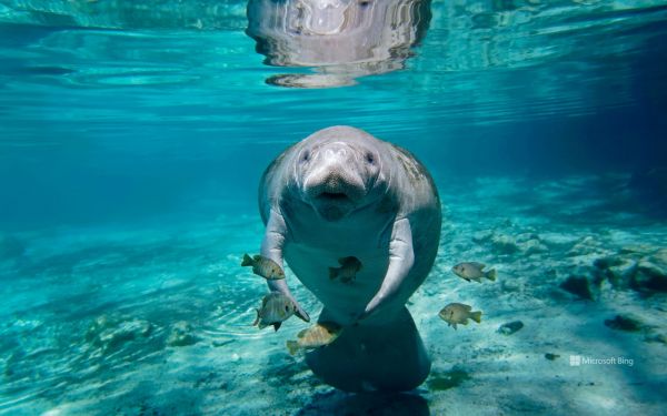 水中,海の生物,マナティー,動物,哺乳動物,ビング