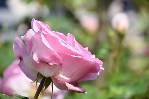 garden,park,rose,summer,blossom,Ros