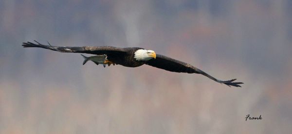 himmel,dyreliv,rovfugl,Ørn,bald eagle,nebb