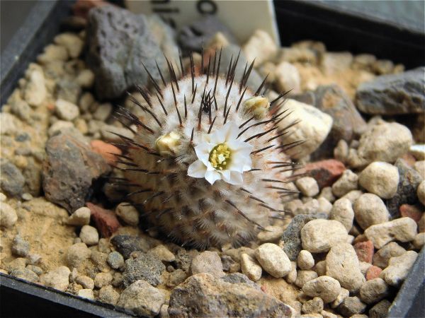 ørken, kaktus, hvit, stein, Mexico, mineral