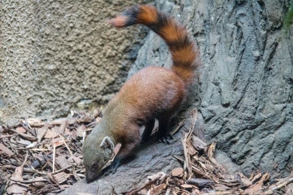 Duitsland,dieren in het wild,Dierentuin,Berlijn,dier,djur