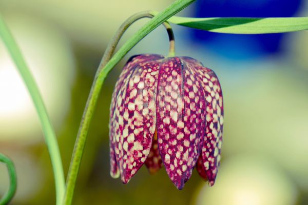 Garten,Natur,Fotografie,Insekt,Grün,Pollen