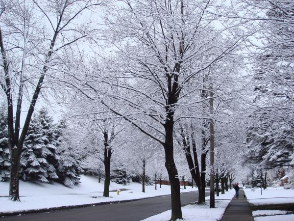 trees,sky,snow,winter,street,road