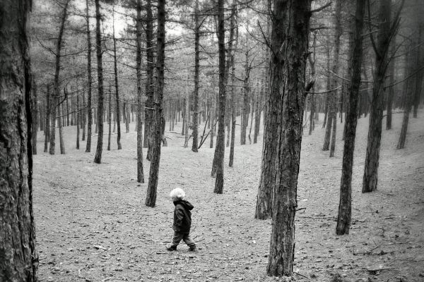 paesaggio, foresta, nero, monocromo, natura, la neve