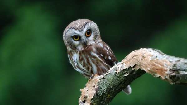 uccelli, animali, natura, ramo, natura, uccello rapace