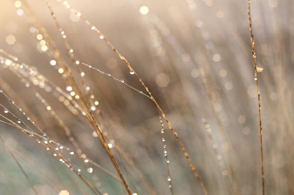 sunrise,morninglight,dewdrops,droplets,soft,sparkle