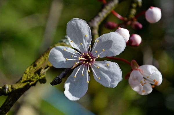 by,blå,lys,kamera,blomster,skygge