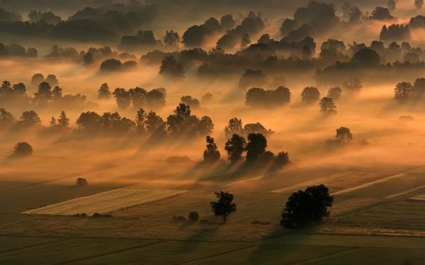 слънчева светлина,дървета,пейзаж,залез,хълм,природа