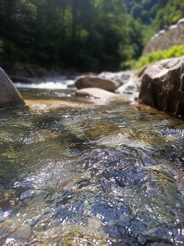 七面鳥,自然,岩,水,Rize,ポートレート表示