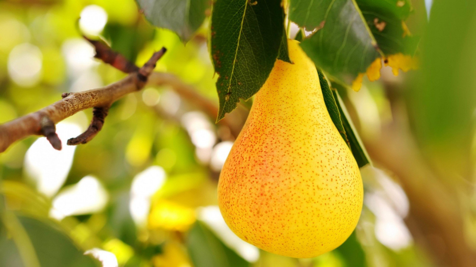 1920x1080 px, Arbol, fruta, naturaleza, Πέρα