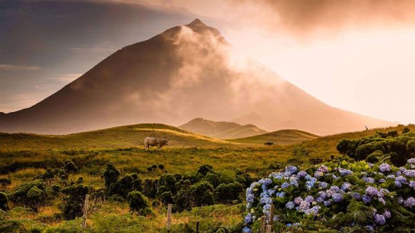 nuvem,céu,plantar,flor,Ecoregião,montanha