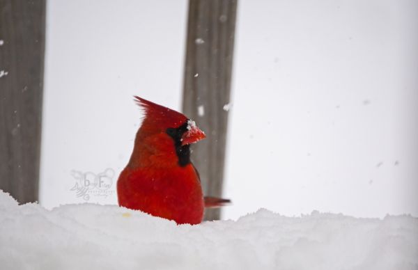 Vögel,Natur,Weiß,Liebe,rot,draußen