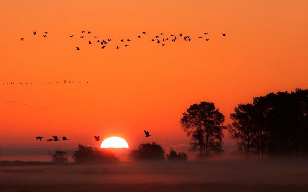 natuur,zonsondergang,zonsopkomst,avond,ochtend-,Zon