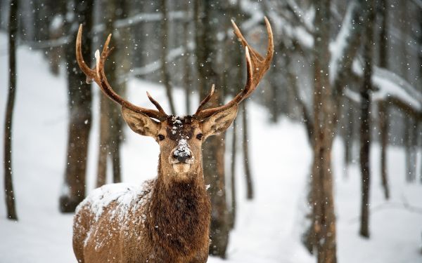 deer, animals, nature, snow, winter, wildlife