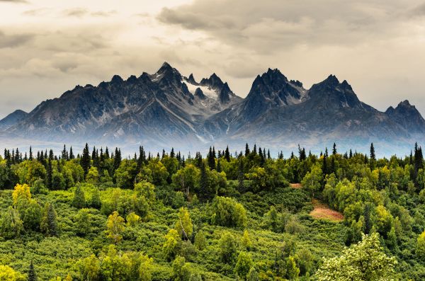 500px,Denali,Аляска,планини,дървета,Jesse Cox