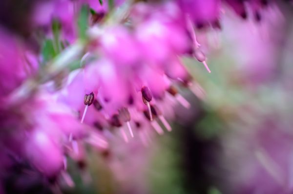 la nature, la photographie, violet, humour, branche, fleur