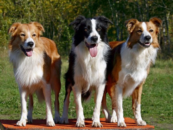 perros,esperando,Tres,mullido,en pie