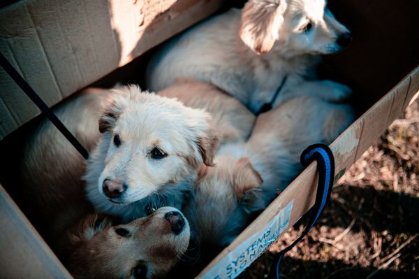 cachorro,Animais