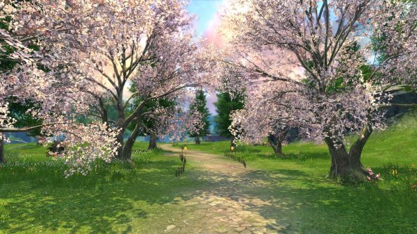 taman,cabang,mekar,MMORPG,bunga sakura,musim semi