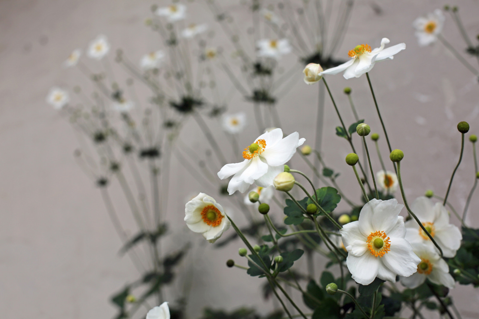 fleurs, la nature