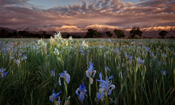 blomst,anlegg,Sky,himmel,People in nature,lett