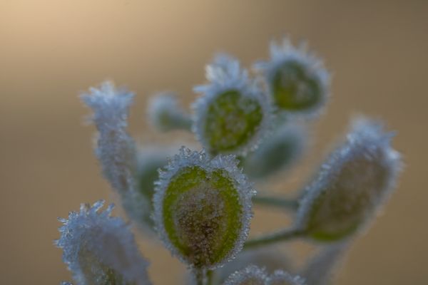 ramură,verde,îngheţ,inflori,frunze,polen