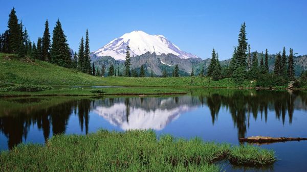 natura,luce naturale,la neve,alberi,acqua,riflessione