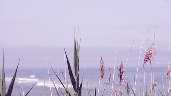 céu,agua,plantar,Natural landscape,madeira,Fenômeno atmosférico