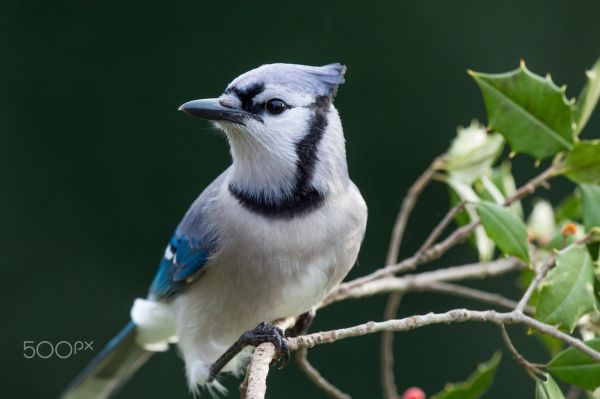 fugle,dyr,natur,afdeling,dyreliv,fotografering