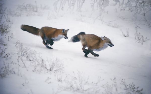 le jogging,neige,hiver,Renard,chasse,Météo