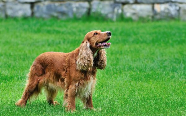 gräs,hund,fluffig,lockig,rött hår,hund som däggdjur