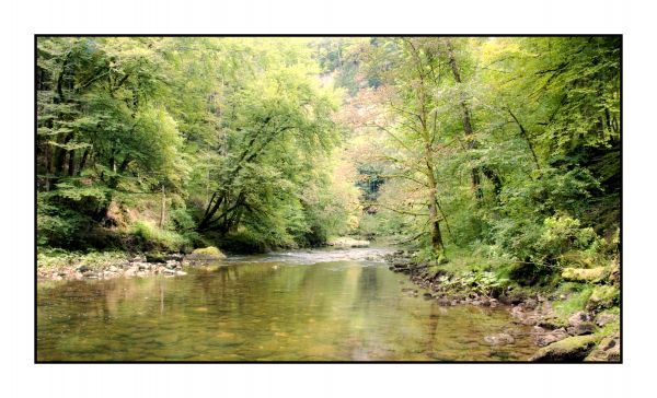 skog,flod,schweiz,vildmark,djungel,strömma