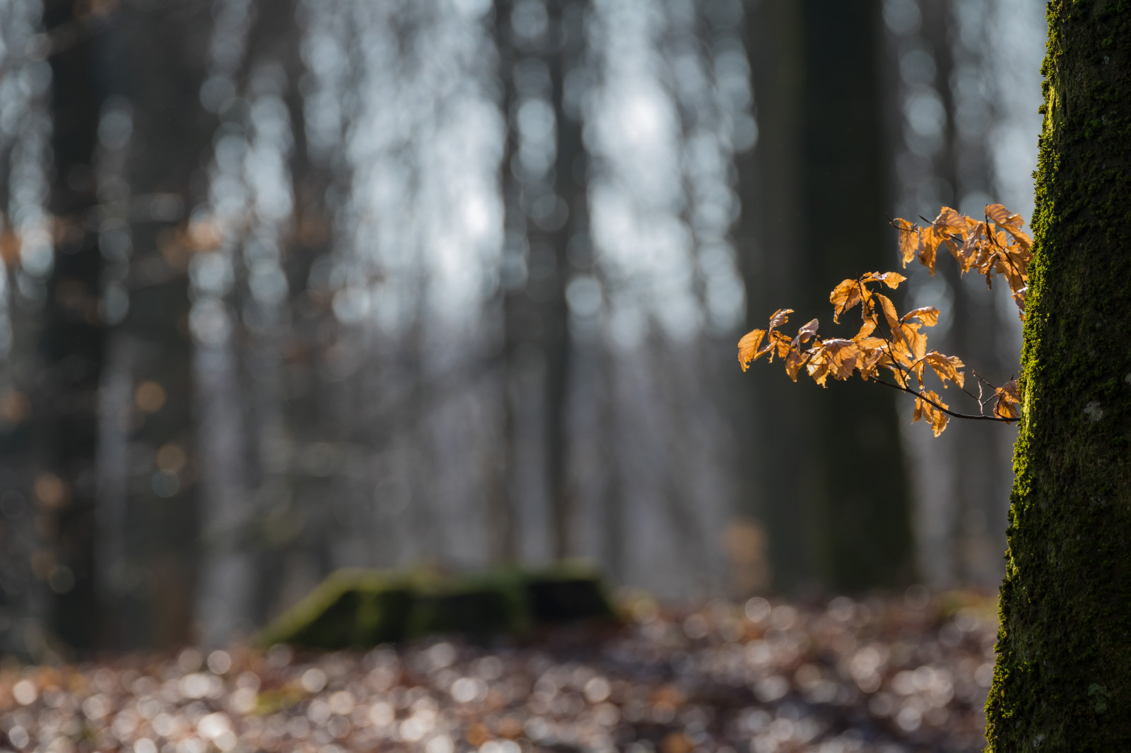 zonlicht, landschap, Bos, natuur, gras, hout, tak, dieren in het wild, bokeh, de lente, boom, herfst, blad, fabriek, tr d, bossen, skog, exif model canoneos760d, geocountry, camera maken canon, GeoCity, cameramodel canoneos760d, geostate, geolocatie, exif maken canon, exif ISOSpeed ​​200, exif opening 50, exif lens ef70300mmf456lisusm, exif focalLength 221mm, Hunner dsmosse, bos-, bosje, takje, houtachtige planten, biome, romp, oude groei bos, gemengd bos, loof, lov