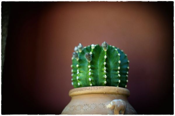 Leica,M,cactus,plants,green,leicam9