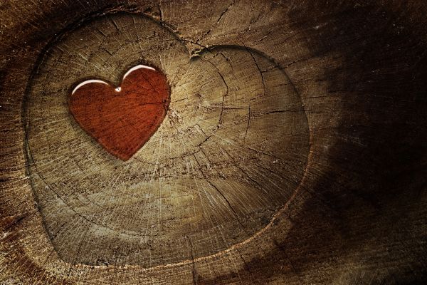 tree stump,heart,love,tree