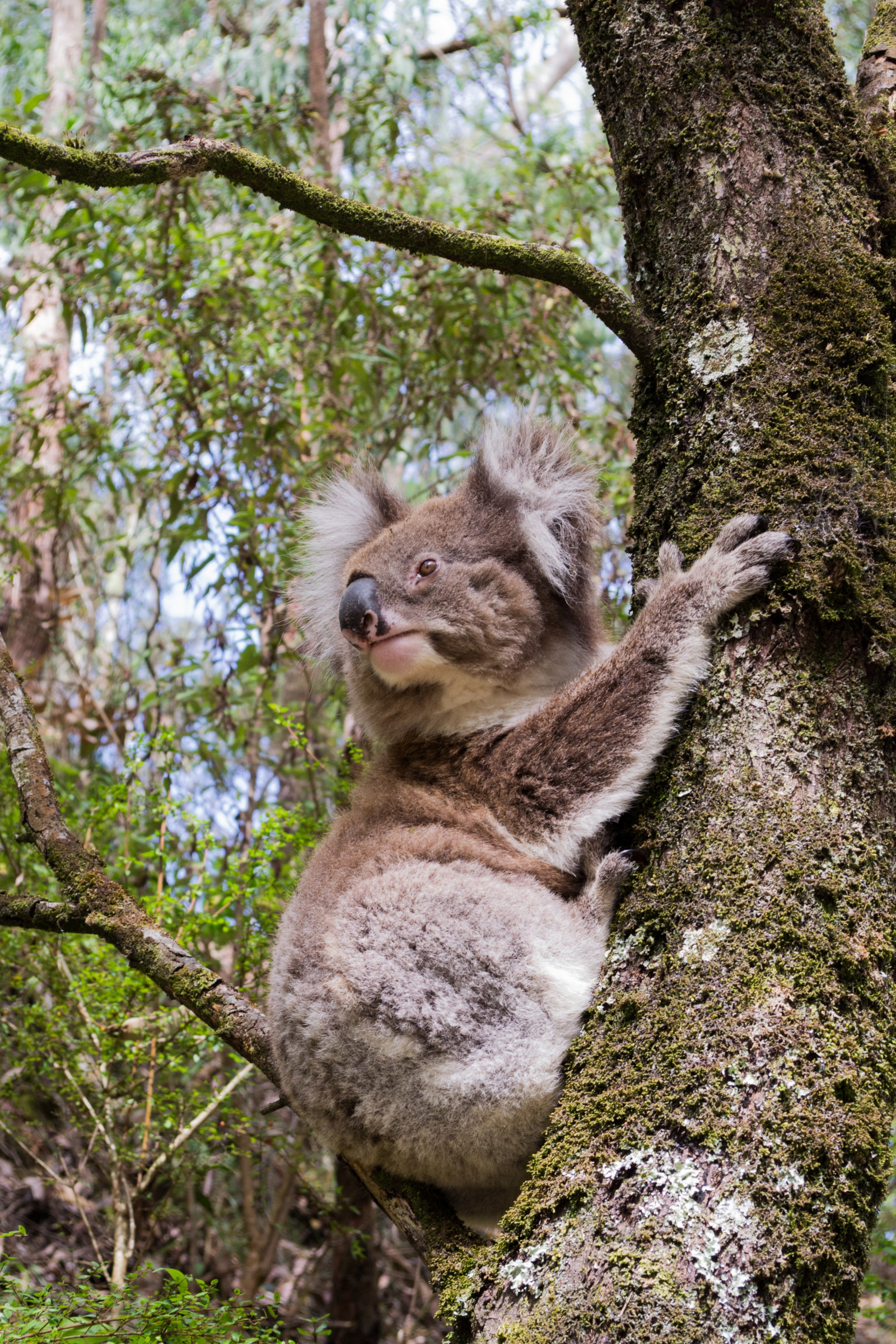 koalaer, Australia, skog, natur, Animal Collective