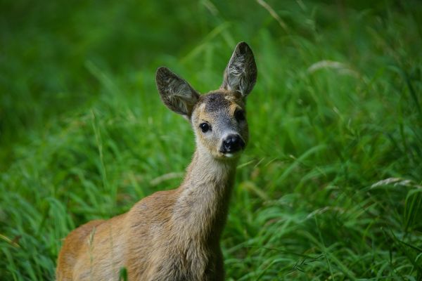 jeleń,trawa,dzikiej przyrody,fauna,ssak,młody