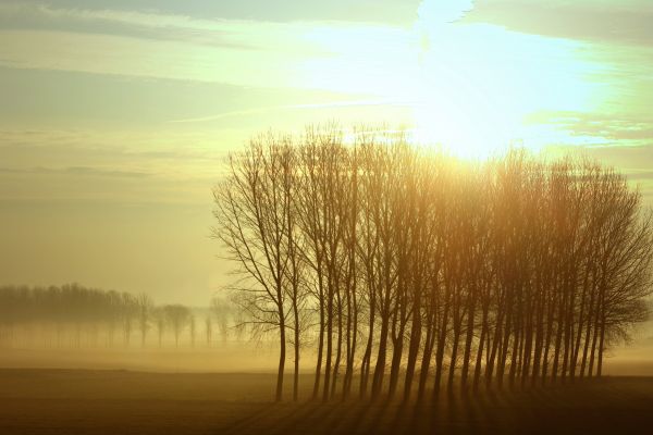 Sonnenlicht, Bäume, Sonnenuntergang, Natur, Betrachtung, Gras