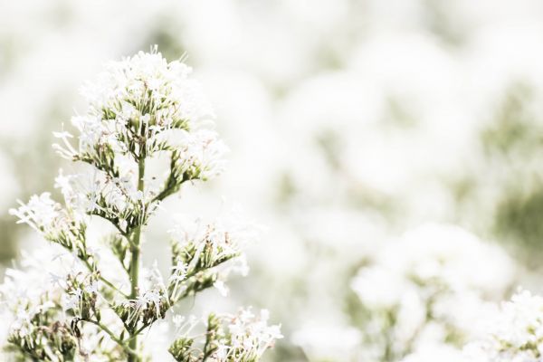 sollys, hvit, natur, gren, gress, fotografering