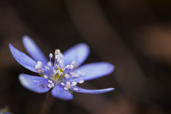 Natura,fotografia,niebieski,kwitnąć,wiosna,gałąź