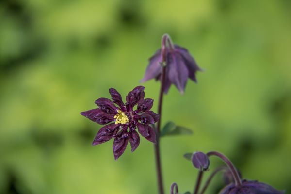 φύση,άνθος,λουλούδι,φυτό,χλωρίδα,blomma