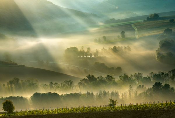 licht,herfst,bomen,schaduw,Zon,mist